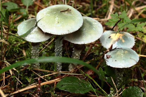 Grünblauer Träuschling - Stropharia caerulea - Waldwegrand bei Karlsbad-Spielberg (G. Franke, 18.10.2020)