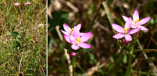 Echtes Tausendgüldenkraut - Centaurium eryhtraea; Streuobstwiese südwestlich von Spielberg ca. 3 m vom Waldrand entfernt; eine Pflanze aus der Familie der Enziangewächse (G. Franke, 13.07.2022)