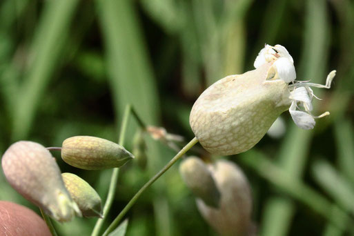 Gewöhnliches Leimkraut (auch Taubenkropf genannt) - Silene vulgaris; am Feldrand bei Auerbach (G. Franke, 31.07.2021)