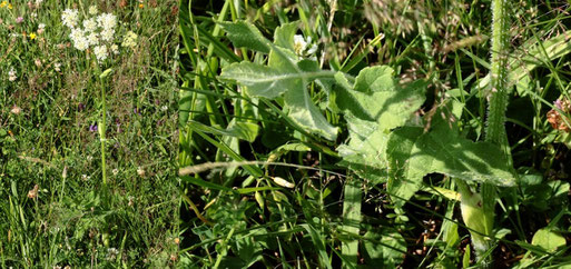 Wiesen-Bärenklau - Heracleum sphondylium; Streuobstwiese südlich von Spielberg (G. Franke, 19.06.2022)