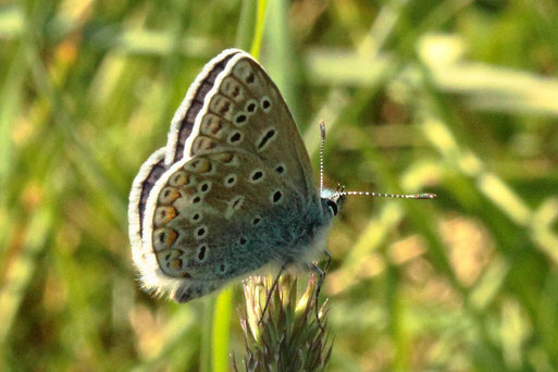 Hauhechel-Bläuling - Polyommatus icarus; Streuobstwiese südlich von Spielberg (G. Franke, 15.05.2022)