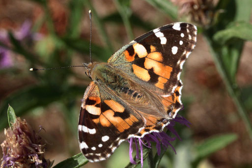 Distelfalter - Vanessa cardui; bei Spielberg (G. Franke, 2022) bevorzugt offenes Gelände und Gärten; die Raupe lebt an Disteln, Brennnesseln u.a. Pflanzen