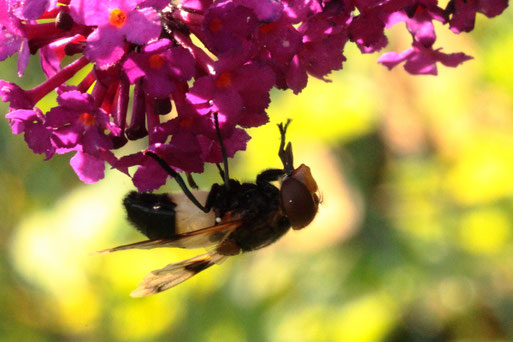 Gemeine Waldschwebfliege - Volucella pellucens, bei Spielberg (G. Franke, Juli 2020)