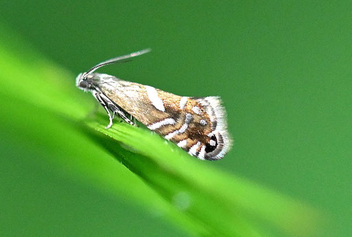 Silberpunkt-Seggenrundstirnmotte - Glyphipterix forsterella; ca. 4 - 5 mm lang; Waldwegrand bei Waldbronn-Etzenrot (G. Franke, 21.05.2026)