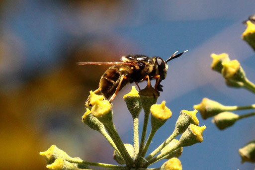 Goldene Schwebfliege - Callicera spinolae; Streuobstwiese/ Gartenrand südlich von Spielberg (G. Franke, 27.10.2022)