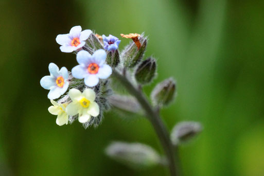 Buntes Vergissmeinnicht - Myosotis discolor; Wegböschung bei Auerbach (G. Franke, 20.05.2021) Das Bunte Vergissmeinnicht gehört zu den Raublattgewächsen. Die Blütenfarbe wechselt vom Aufblühen bis zum Abblühen von hellgelb über rosa zu hellblau.