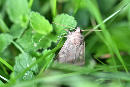 Braune Spätsommer-Boden-Eule - Xestia xanthographa; bereits etwas abgeflogen; bei Karlsbad-Spielberg (G. Franke, 02.09.2025) Vielen Dank für die Bestimmungshilfe bei iNaturalist