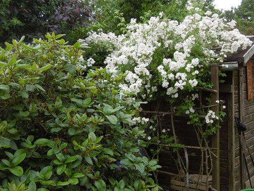 einfach blühende, rankende Ramblerrose am Gartenschuppen (M. Franke, 20.06.2021)