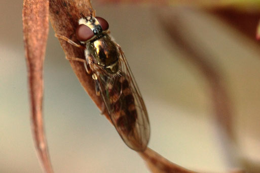 Meliscaeva auricollis - Goldhalsschwebfliege; bei Spielberg (G. Franke, Oktober 2020)