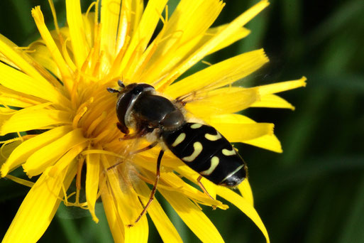 Frühe Großstirnschwebfliege - Scaeva selenitica; Streuobstwiese südlich von Spielberg (G. Franke, 08.10.2022) dokumentiert bereits im August 2022