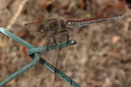 Große Heidelibelle, weiblich - Sympetrum striolatum; Garten bei Karlsbad-Spielberg (G. Franke, 28.09.2018)