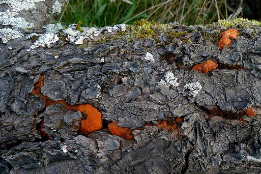 Zinnobertramete – Pycnoporus cinnabarinus. Streuobstwiese bei Spielberg (B. Miggel, 20.09.2022)