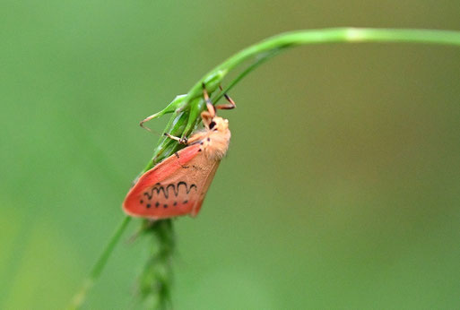 Rosen-Flechtenbärchen am Waldwegrand; Parallelweg zum NSG "Mistwiese" bei Ittersbach (G. Franke, 03.06.2026)