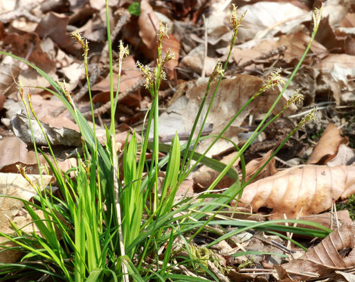 Vogelfuß-Segge - Carex ornithopoda; Waldwegrand bei Dietlingen (G. Franke)