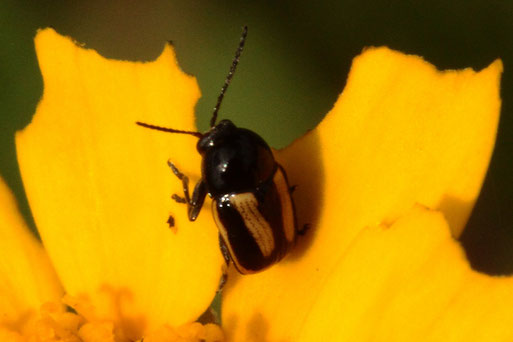 Gelbgebänderter Fallkäfer - Chryptocephalus vittatus; Garten bei Karlsbad-Spielberg (G. Franke, 23.06.2021)
