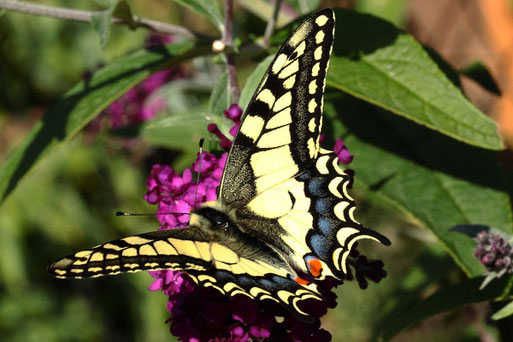 Schwalbenschwanz Papilio machaon; auf Schmetterlingsflieder im Garten (G. Franke, Spielberg, 23.08.2022)