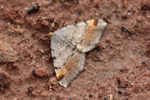 Violettgrauer Eckflügelspanner - Macaria liturata, Nähe Langmartskopf auf einem Wanderpfad (G. Franke, 24.05.2022)