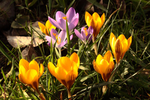 Krokusse im Garten (G. Franke, 23.02.2021)