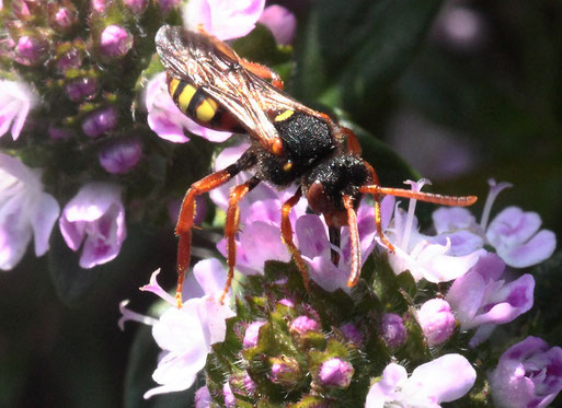 Weißfleckige Wespenbiene - Nomada alboguttata, bei Spielberg; in der Roten Liste von Baden-Württemberg als stark gefährdet gekennzeichnet (G. Franke, Mai 2019)