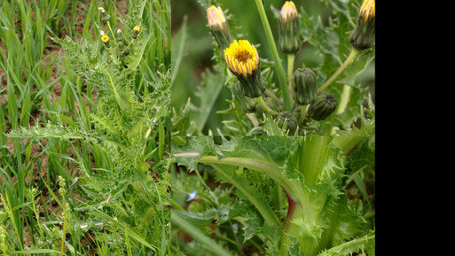Raue Gänsedistel - Sonchus asper; Ackerrand zwischen Langensteinbach und Auerbach (G. Franke, 20.05.2021)