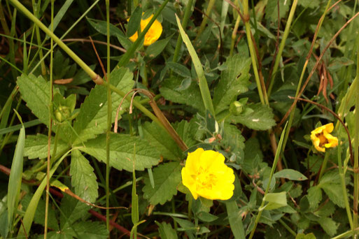Kriechendes Fingerkraut - Potentilla reptans; Streuobstwiesenrand am Weg südlich von Spielberg (G. Franke, 28.05.2022)