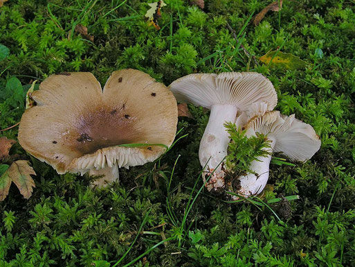 B. Miggel