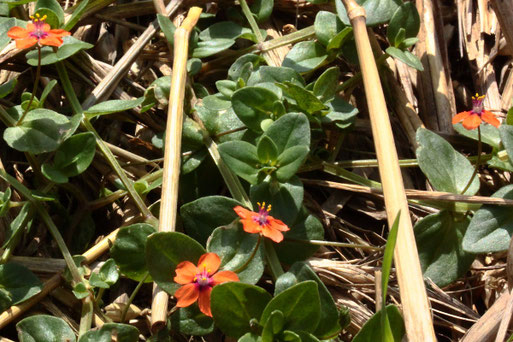 Am Rande von abgeernteten Getreidefeldern zeigt sich der Acker-Gauchheil (Anagallis arvensis) noch in voller Blütenpracht (G. Franke, bei Auerbach, 25.08.2021)