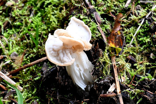 Herbst-Lorchel - Helvella crispa; Waldwegrand bei Karlsbad-Spielberg (G. Franke, 02.11.2023)