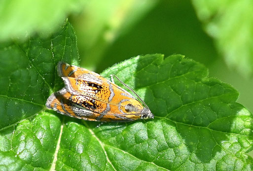 Pracht-Wickler im Garten