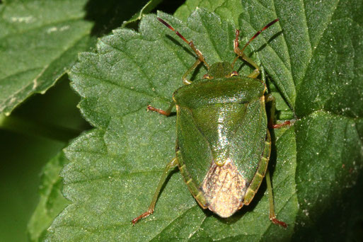 Grüne Stinkwanze - Palomena prasina; Garten bei Spielberg (G. Franke, 02.05.2020)