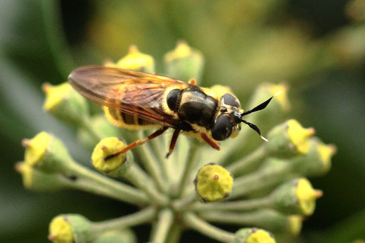 Goldene Schwebfliege - Callicera spinolae bei Spielberg auf Efeublüten (G. Franke, 29.10.2020)