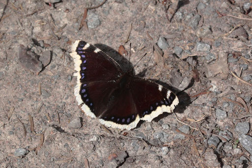 Trauermantel - Nymphalis antiopa; bei Dobel (G. Franke) eine Waldart, die nur noch selten zu finden ist - z.B. im Eyachtal (Talsohle und Hangwege)