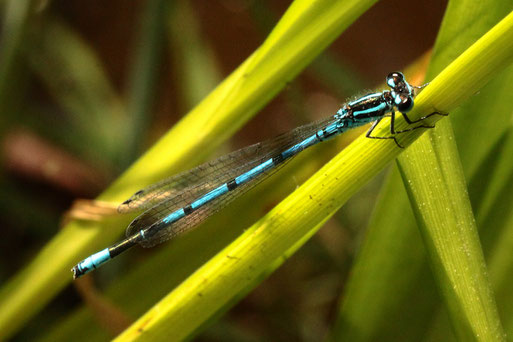 Hufeisen-Azurjungfer - Coenagrion puella; am Gartenteich, Karlsbad-Spielberg (G. Franke, 03.06.2020) relativ häufig anzutreffen