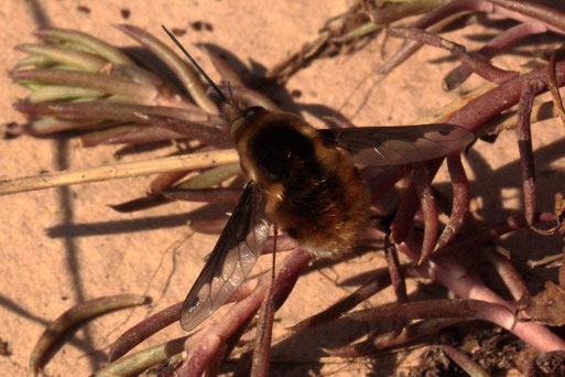 Großer Wollschweber - Bombylius major; Streuobstwiese neben Gehölzstreifen (G. Franke, 24.03.2022 - Foto vom gleichen Tag, aufgenommen in Spielberger Garten)