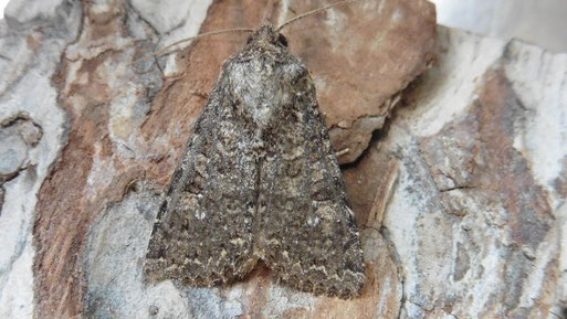 Kohleulenähnliche Wieseneule - Sideridis turbida; Landkreis Karlsruhe (H. Schuldt, Sommer 2025)