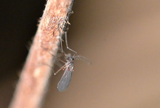 Gallmücke unbest., ca. 2 - 3 mm lang; Garten bei Karlsbad-Spielberg (G. Franke, 12.12.2025)