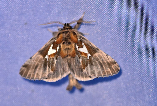 Silberfleck-Zahnspinner - Spatalia argentina; bei Karlsbad-Spielberg (G. Franke, 13.06.2026)