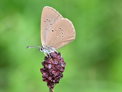 Dunkler Wiesenknopf-Ameisenbläuling auf Blüten vom Großen Wiesenknopf; bei Karlsbad-Spielberg - Rote Liste BW von 2025 Kategorie 2 = stark gefährdet (G. Franke, 22.07.2025)