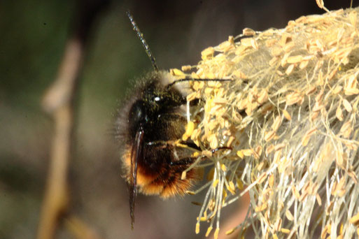 Gehörnte Mauerbiene - Osmia cornuta; Garten bei Karlsbad-Spielberg - auf Weidenkätzchen (G. Franke, 20.03..2021)