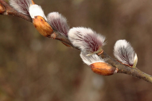 Weidenkätzchen kurz vor der Blüte - u.a. die erste Bienennahrung (G. Franke, 08.02.2022)