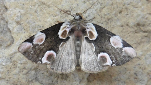 Rosen-Eulenspinner - Thyatira batis, Landkreis Karlsruhe (H. Schuldt, 2026)