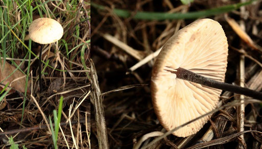 Langstieliger Knoblauchschwindling - Mycetenis alliaceus; Streuobstwiesenrand am Wald südwestlich von Spielberg (G. Franke, 20.09.2022) riecht stark nach Knoblauch, besonders beim Zerreiben