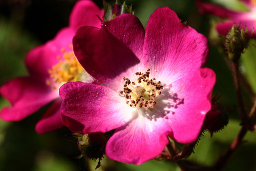 einfach blühende Rosen sind nicht nur schön anzusehen, sondern eine beliebte Nektar- und Pollenquelle für Insekten (G. Franke)