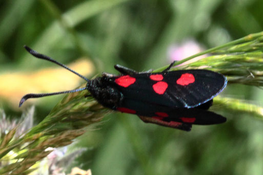 Klee-Widderchen - Zygaena lonicerae; Streuobstwiese südlich von Spielberg (G. Franke, 02.06.2022)