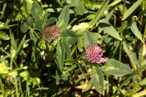 Rotklee - Trifolium pratense; aufblühend am Ackerrand bei Auerbach (G. Franke, 19.05.2021)
