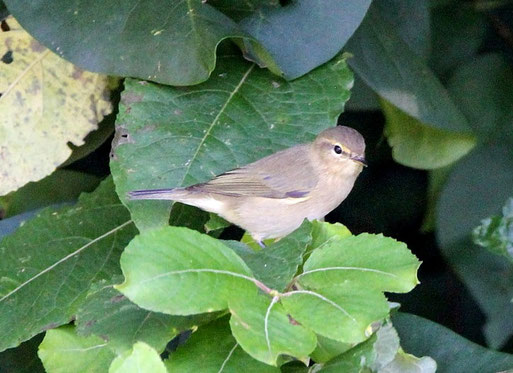 Zilpzalp - Phylloscopus collybita; bei Waldbronn-Etzenrot (B. Guthmann, 10.09.2021)