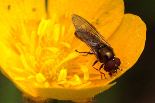 Matte Schwarzkopfschwebfliege, männlich - Melanostoma scalare; auf einer Hahnenfußblüte ca. 6 - 7 mm lang; Streuobstwiese südlich von Spielberg (G. Franke, 23.04.2022) bestätigt durch das Naturkundemuseum Stuttgart - danke