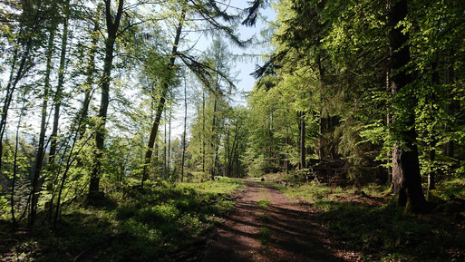 Maigrün - Waldweg bei Dennach (G. Franke, 01.05.2019)
