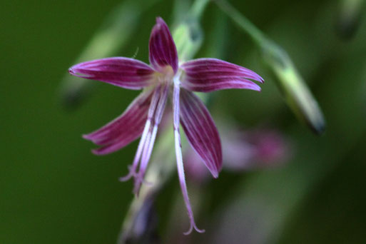 Purpur-Hasenlattich - Prenanthes purpurea; am Waldwegrand beim Wurstbergkopf (G. Franke, 12.07.2020)