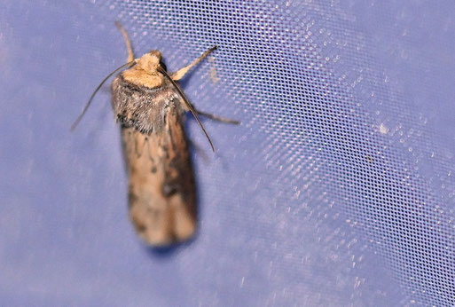 Putris-Erdeule - Axylia putris; bei Karlsbad-Spielberg (G. Franke, 13.06.2026)